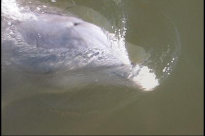 Dolphins feeding