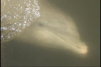 Dolphins feeding