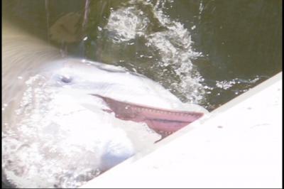 Dolphins feeding