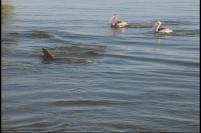 Dolphins feeding