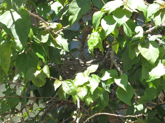 01-MockingbirdNest