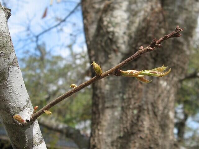 01-NewBuds