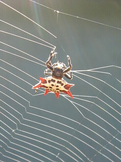 02-CrabSpider-Closeup-Cropped