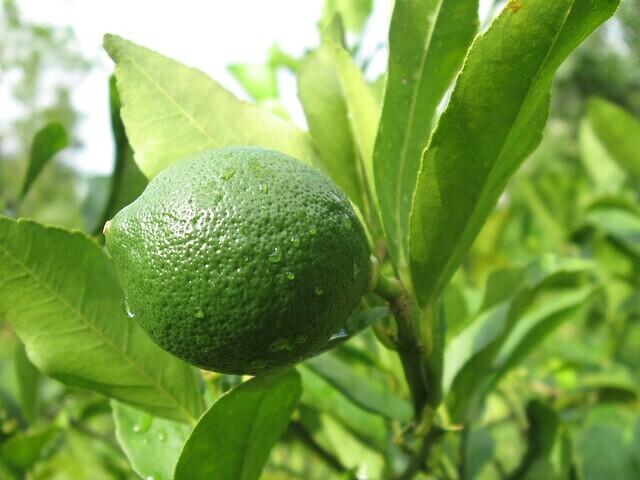 02-LemonHalfGrown