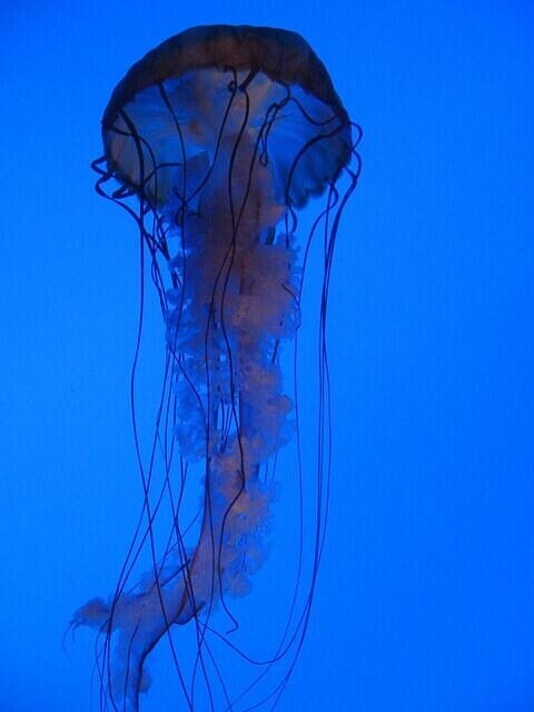 Georgia Aquarium Jellyfish