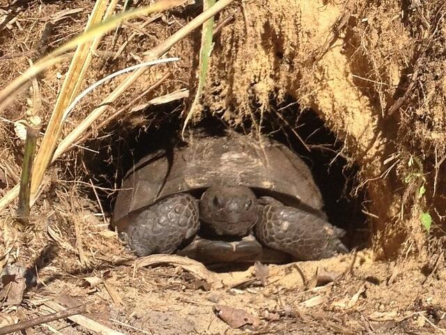 gopher-tortoise-in-my-back-yard-cropped