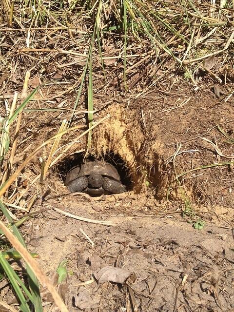 gopher-tortoise-in-my-back-yard