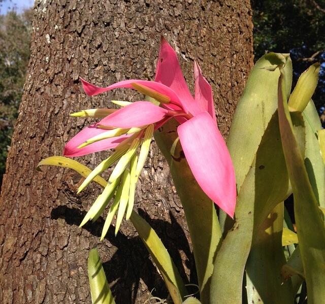 pretty-pink-flower