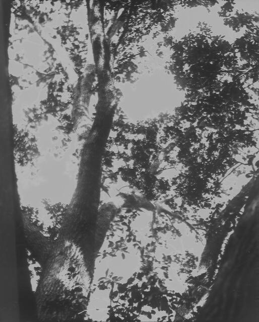 plate 4 - upward tree branches