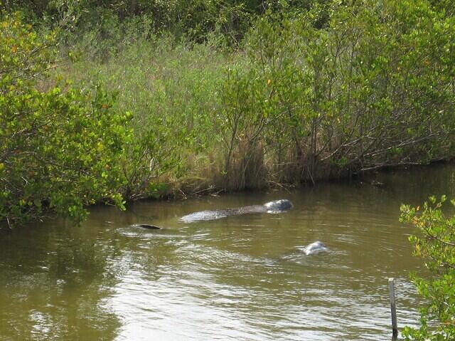 02-KscManatees