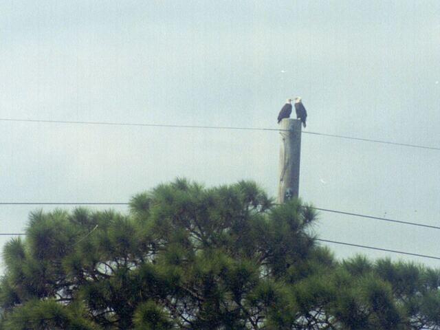 KscEagles