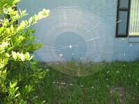 01-CrabSpider-WholeWeb