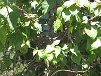 01-MockingbirdNest