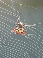 02-CrabSpider-Closeup-Cropped