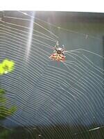 02-CrabSpider-Closeup