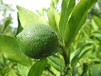 02-LemonHalfGrown