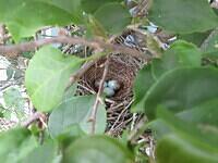 02-MockingbirdEggsInNest