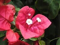 03-Bougainvillea
