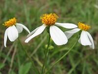 03-PrettyWeeds