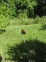 03-UndersideOfCrabSpider