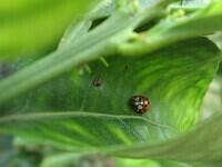 04-LadyBug