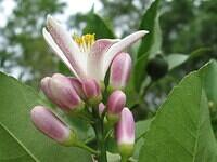 05-LemonBlossoms