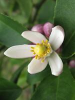 06-LemonBlossoms