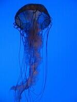 Georgia Aquarium Jellyfish