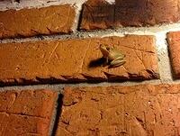 curious-tree-frog-on-brick-wall
