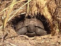 gopher-tortoise-in-my-back-yard-cropped