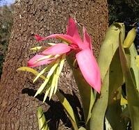 pretty-pink-flower