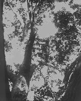 plate 4 - upward tree branches