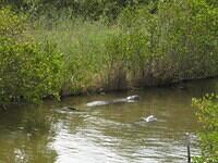 02-KscManatees