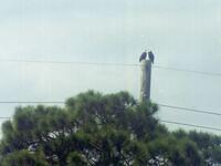 KscEagles